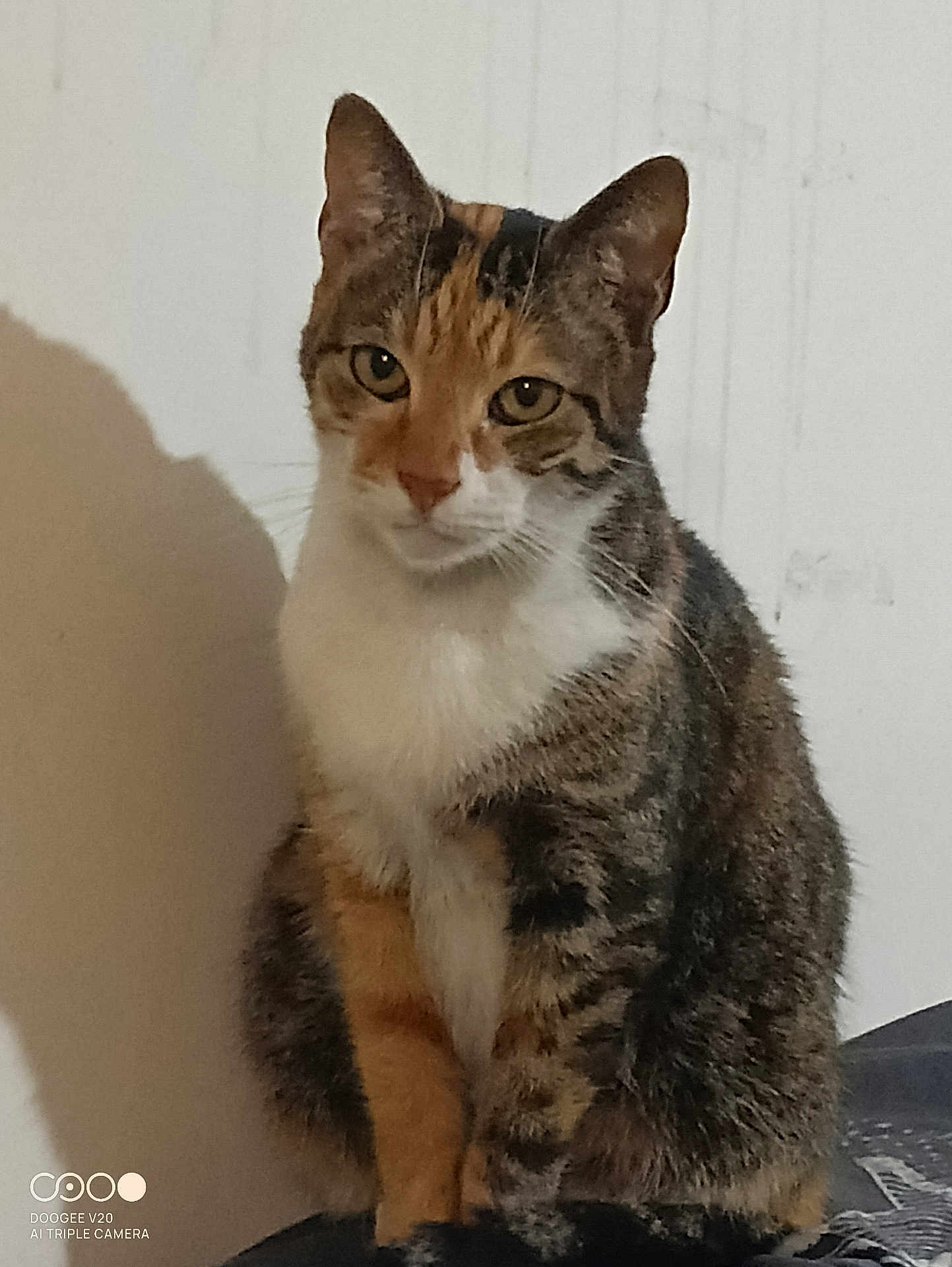 Jade a rejoint le concours — aidez-le/la à gagner de superbes lots ! cat, tabby, pet, animal, feline, sitting, indoor, fur, whiskers, ears, eyes, shadow, calm, closeup, portrait, domestic, cute, striped, orange, white
