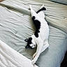 Yumi joined the competition — help win amazing prizes! cat, black_and_white, bed, bedding, striped, blanket, relaxed, stretching, indoor, pet, feline, fur, animal, cute, cozy, resting, whiskers, paws, sleepy, comfort