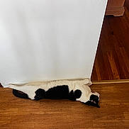 Yumi is registered to the contest to win money with this photo: cat, black_and_white, stretched, floor, wooden_floor, wall, indoor, pet, animal, relaxed, lying_down, funny_pose, home, domestic_cat, sleeping, long_body, quiet, resting, cute, fur