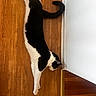 Yumi is registered to the contest to win money with this photo: cat, black_and_white, stretching, wooden_floor, indoor, pet, animal, relaxed, floor, white_wall, corner, paw, tail, fur, mammal, whiskers, domestic, quiet, calm, home
