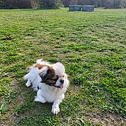 Rex a rejoint le concours — aidez-le/la à gagner de superbes lots ! dog, grass, park, outdoor, sunlight, tree, bush, nature, pet, small_dog, tongue_out, fur, field, greenery, daylight, animal, canine, leisure, resting, open_space