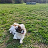 dog, grass, park, outdoor, sunlight, tree, bush, nature, pet, small_dog, tongue_out, fur, field, greenery, daylight, animal, canine, leisure, resting, open_space