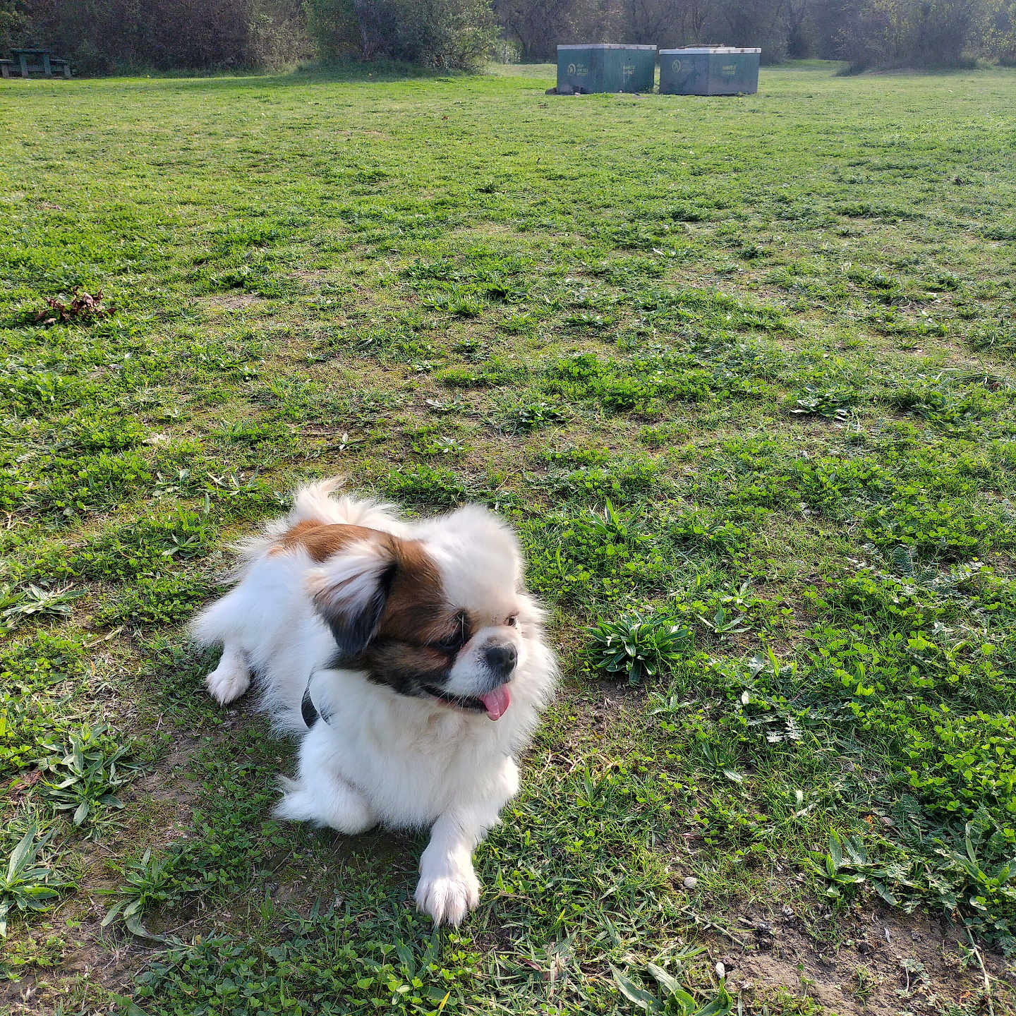 Rex a rejoint le concours — aidez-le/la à gagner de superbes lots ! dog, grass, park, outdoor, sunlight, tree, bush, nature, pet, small_dog, tongue_out, fur, field, greenery, daylight, animal, canine, leisure, resting, open_space
