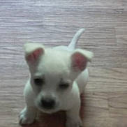 Smokey joined the competition — help win amazing prizes! puppy, dog, white, floor, wooden_floor, pet, animal, young, cute, small, indoor, standing, ears, tail, blurred, looking_up, domestic_animal, canine, baby_dog, fur