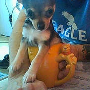 Paco joined the competition — help win amazing prizes! puppy, dog, mug, person, tattoo, blue_shirt, eagle_logo, indoor, table, rug, hand, arm, furniture, floor, shoe, window, light, cute, pet, holding