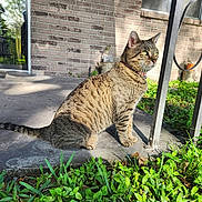 Fefita is registered to the contest to win money with this photo: alert, animal, brick_wall, cat, collar, concrete, daylight, feline, greenery, nature, outdoor, pet, plants, porch, shadow, sitting, sunlight, tabby, tail, whiskers