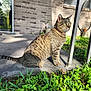 alert, animal, brick_wall, cat, collar, concrete, daylight, feline, greenery, nature, outdoor, pet, plants, porch, shadow, sitting, sunlight, tabby, tail, whiskers