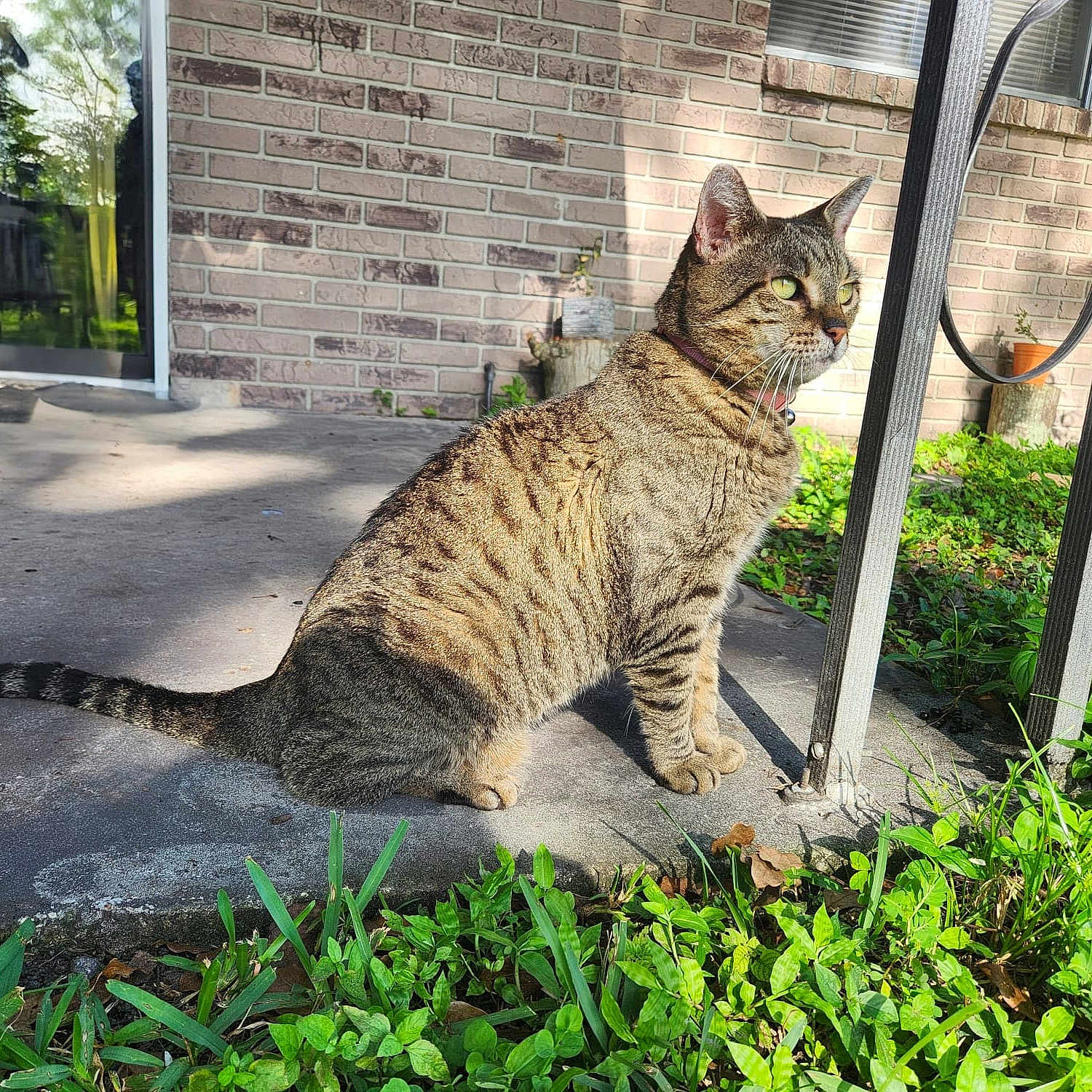 Fefita is registered to the contest to win money with this photo: alert, animal, brick_wall, cat, collar, concrete, daylight, feline, greenery, nature, outdoor, pet, plants, porch, shadow, sitting, sunlight, tabby, tail, whiskers