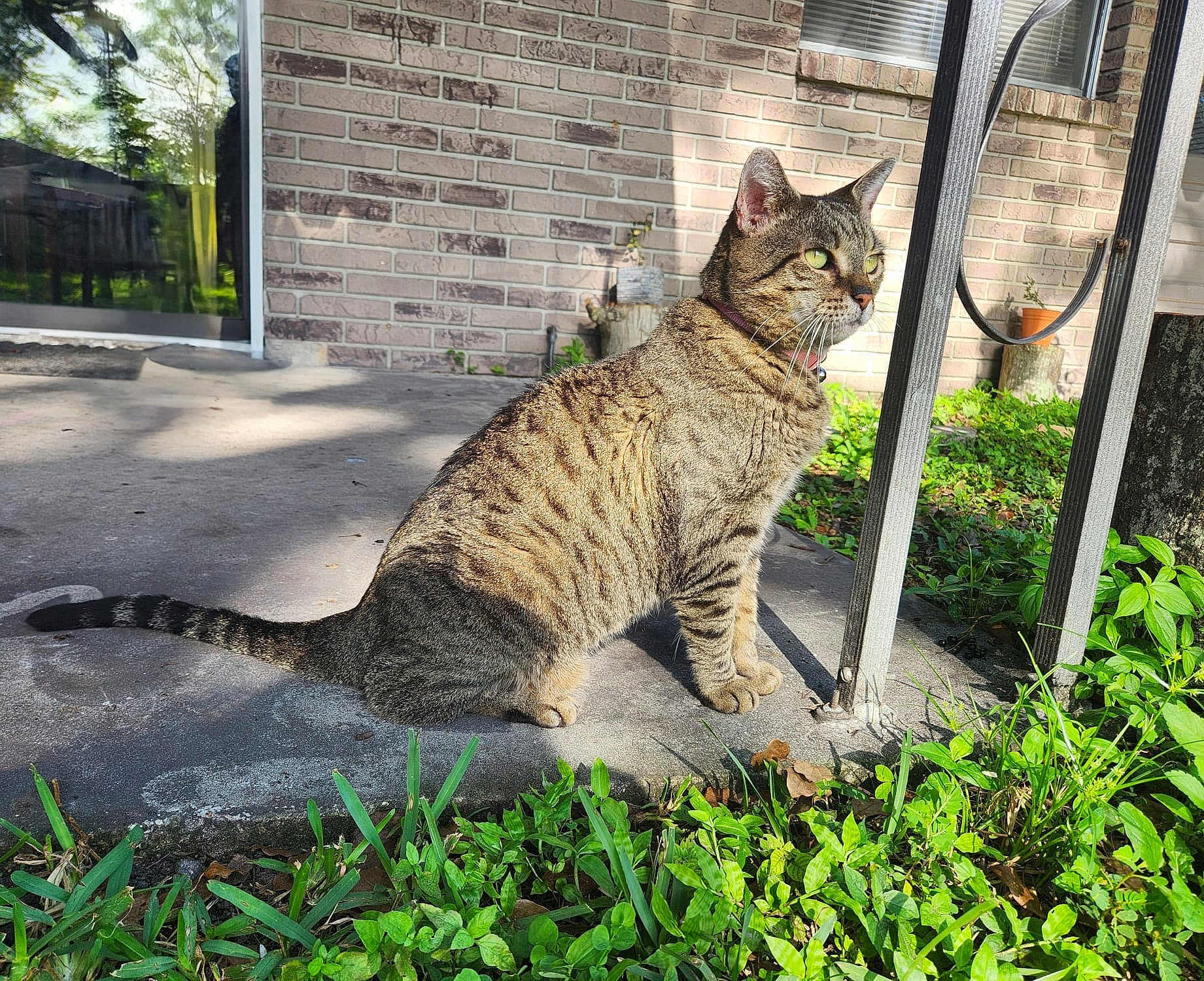 Fefita is registered to the contest to win money with this photo: alert, animal, brick_wall, cat, collar, concrete, daylight, feline, greenery, nature, outdoor, pet, plants, porch, shadow, sitting, sunlight, tabby, tail, whiskers