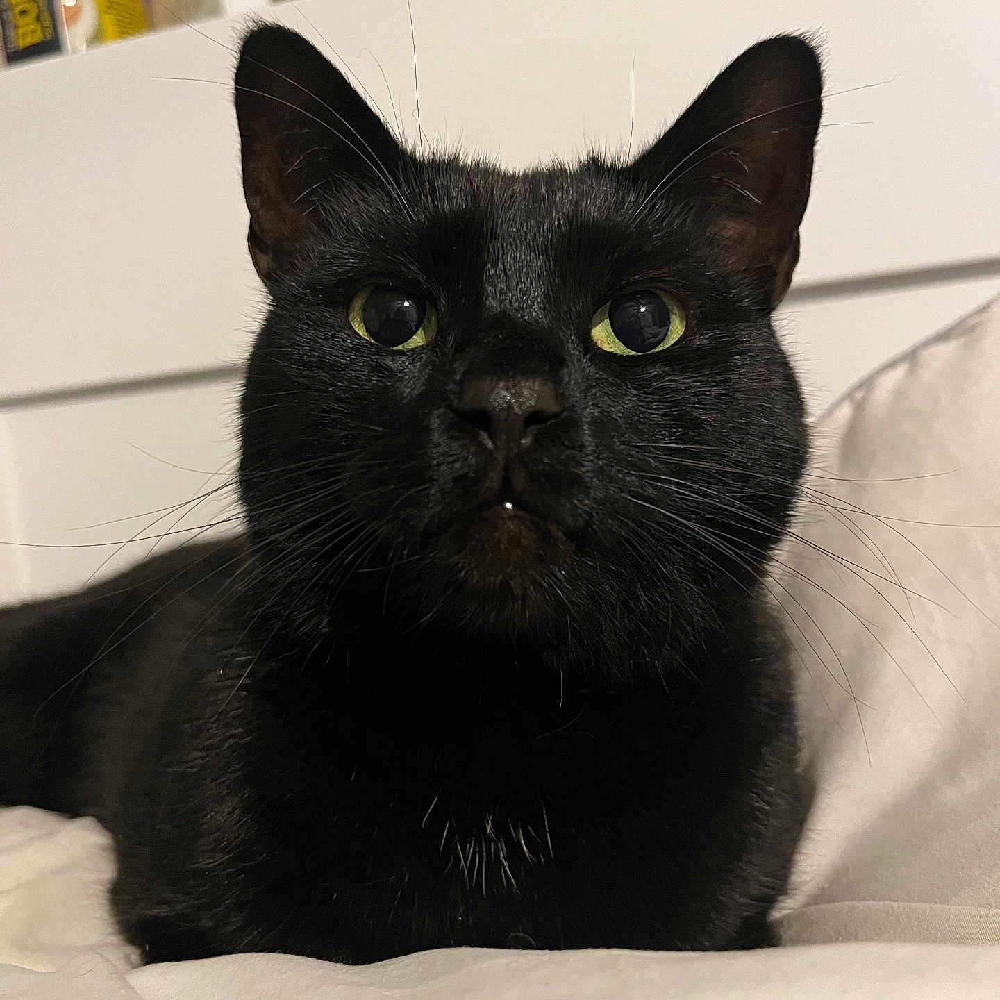 Urkel is registered to the contest to win money with this photo: abyssinian, animal, blackcat, cat, furniture, manx, pet