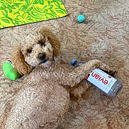 Thor is registered to the contest to win money with this photo: dog, puppy, curly_hair, brown_fur, pet, animal, carpet, indoor, lying_down, relaxed, playful, toy, tennis_ball, water_bottle, paw, floppy_ears, portrait, close_up, home, patterned_mat
