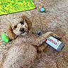 dog, puppy, curly_hair, brown_fur, pet, animal, carpet, indoor, lying_down, relaxed, playful, toy, tennis_ball, water_bottle, paw, floppy_ears, portrait, close_up, home, patterned_mat