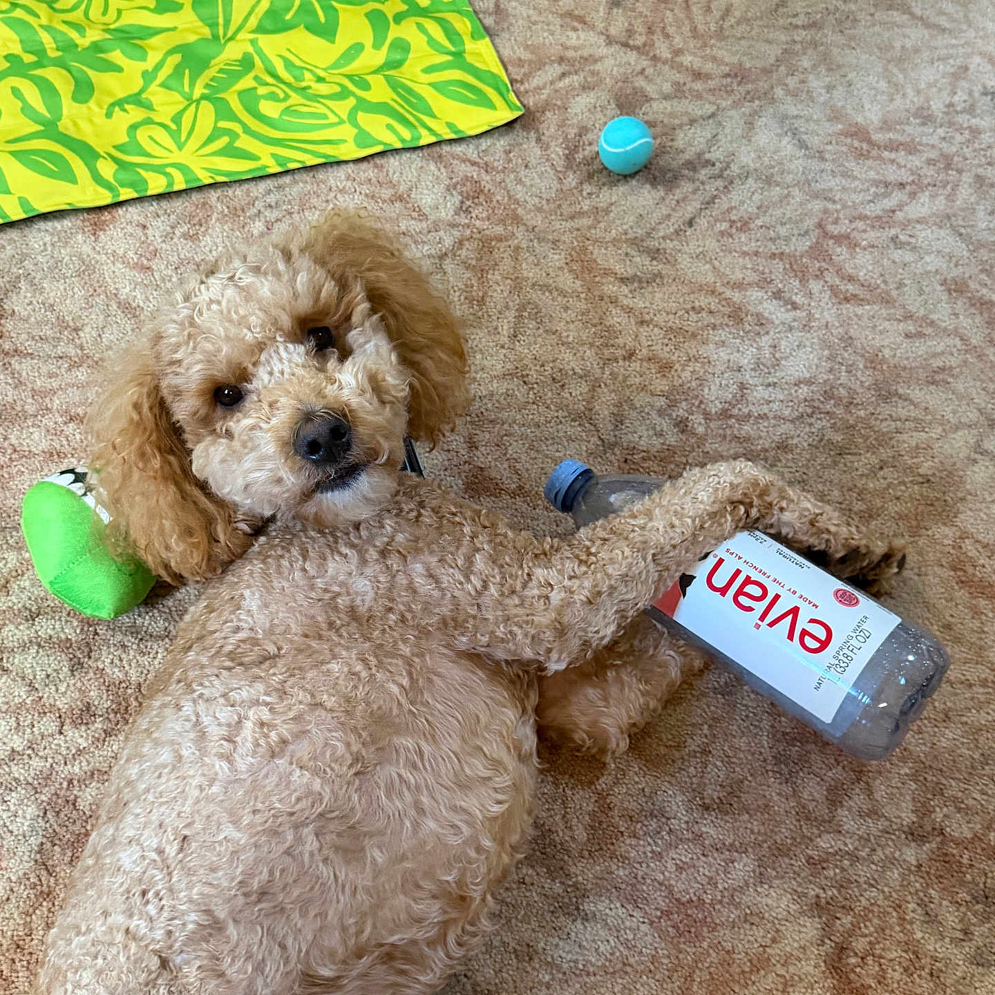 Thor is registered to the contest to win money with this photo: dog, puppy, curly_hair, brown_fur, pet, animal, carpet, indoor, lying_down, relaxed, playful, toy, tennis_ball, water_bottle, paw, floppy_ears, portrait, close_up, home, patterned_mat