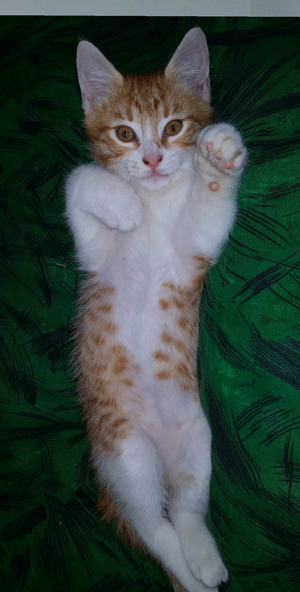 Garfilde a rejoint le concours — aidez-le/la à gagner de superbes lots ! aegean_cat, american_curl, american_wirehair, arabian_mau, asian, british_semi_longhair, carnivore, cat, felidae, fur, german_rex, kitten, kurilian_bobtail, mammal, polydactyl_cat, small_to_medium_sized_cats, tail, turkish_van, vertebrate, whiskers