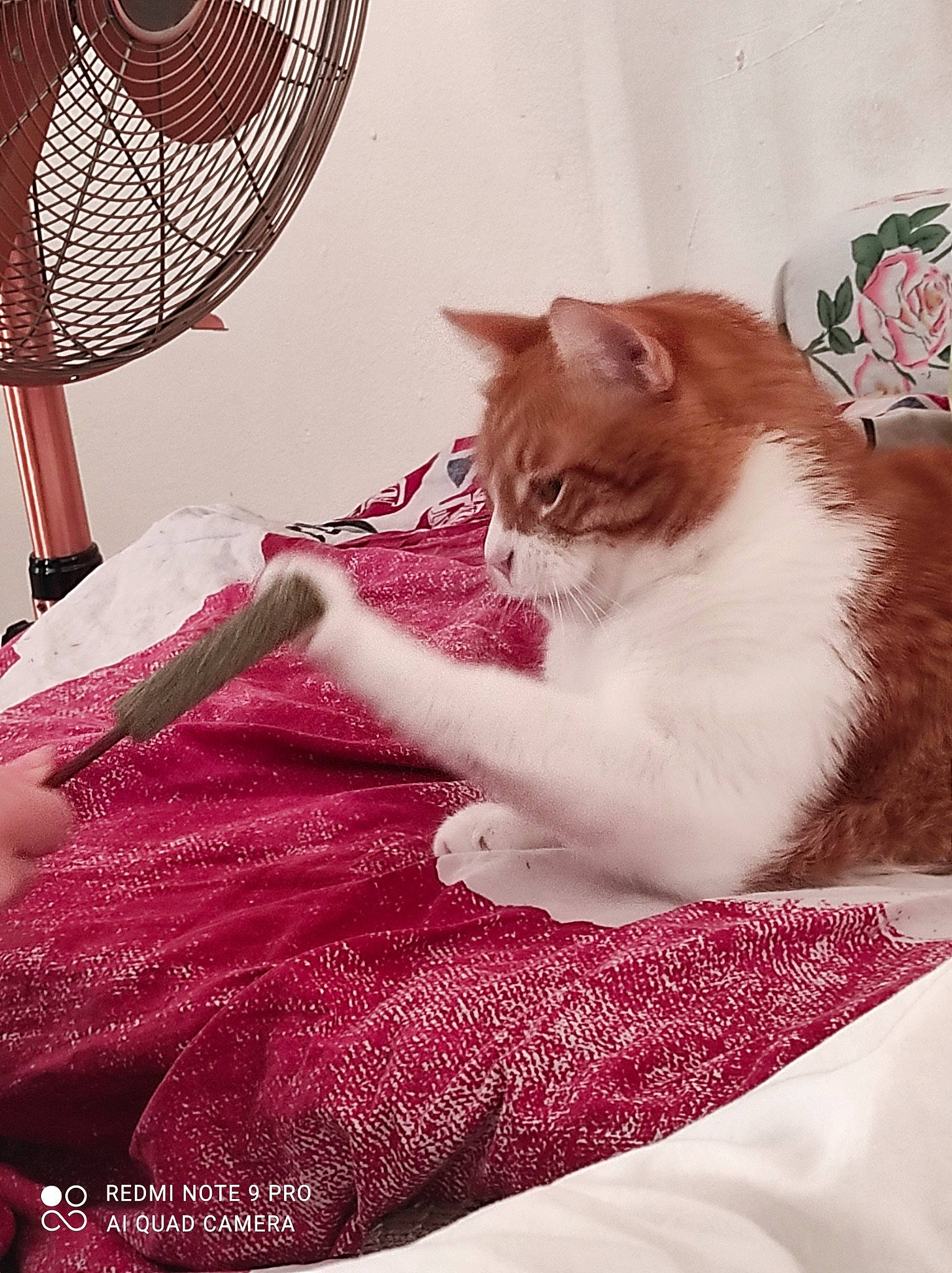 Garfield a rejoint le concours — aidez-le/la à gagner de superbes lots ! carnivore, cat, felidae, fur, linens, liver, magenta, mechanical_fan, pink, small_to_medium_sized_cats, tail, vertebrate, whiskers