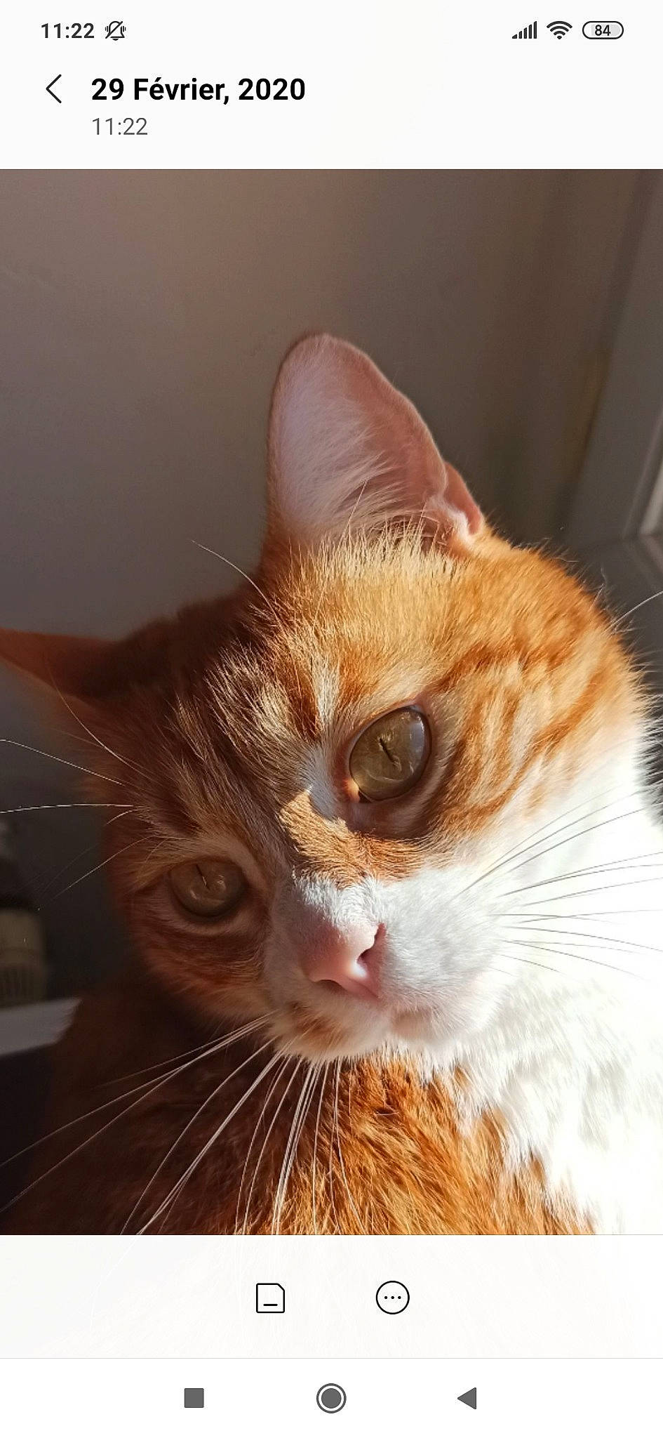 Gatfilde a rejoint le concours — aidez-le/la à gagner de superbes lots ! aegean_cat, american_wirehair, arabian_mau, asian, carnivore, cat, close_up, domestic_short_haired_cat, ear, european_shorthair, eye, felidae, fur, kitten, mammal, nose, small_to_medium_sized_cats, snout, tabby_cat, whiskers