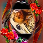Buddy joined the competition — help win amazing prizes! dog, pet, animal, blurry, portrait, floral_frame, roses, flowers, leaves, colorful, decorative, digital_art, edited_photo, close_up, brown_and_white, small_dog, face, outdoor_theme, ornamental, vintage_style