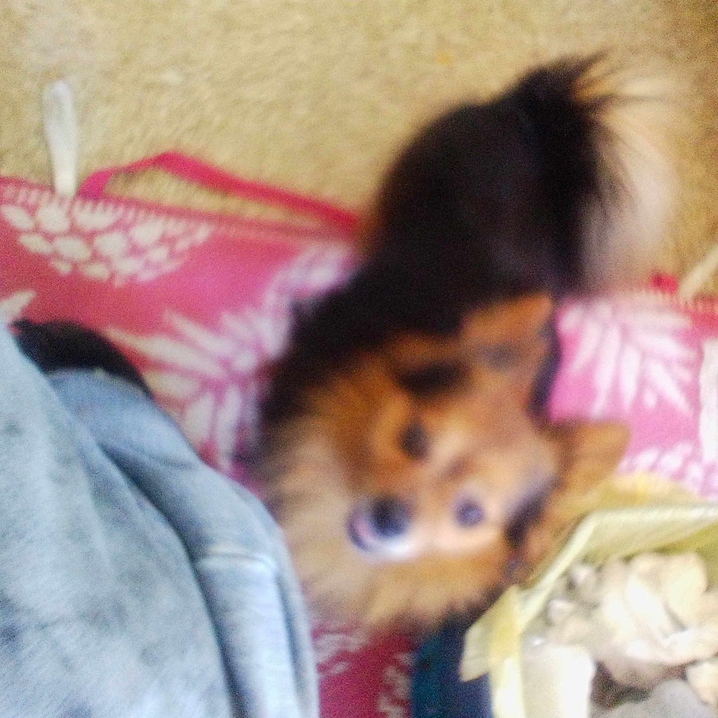 Bubby joined the competition — help win amazing prizes! animal, canine, cat, chihuahua, child, cockerspaniel, cushion, dog, eskimodog, face, female, flower, girl, head, homedecor, papillon, person, pet, plant, puppy