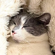 Liwi participe au concours pour gagner de l'argent avec cette photo : cat, sleeping_cat, close_up, fur, pink_nose, whiskers, cozy, blanket, indoor, pet, portrait, soft_texture, white_fur, gray_fur, ear, muzzle, face, resting, peaceful, nap