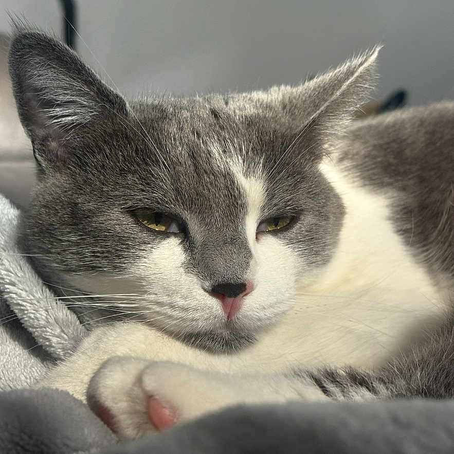 Liwi a rejoint le concours — aidez-le/la à gagner de superbes lots ! blanket, cat, close_up, cozy, ear, eye, feline, fur, gray_fur, indoor, paw, pet, pink_nose, portrait, resting, sleepy, soft_texture, sunlight, whiskers, white_fur