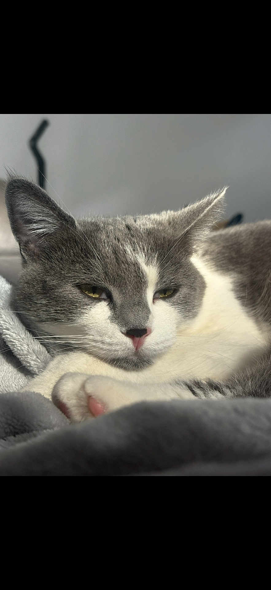 Liwi a rejoint le concours — aidez-le/la à gagner de superbes lots ! cat, feline, pet, close_up, portrait, sleepy, whiskers, paw, pink_nose, gray_fur, white_fur, blanket, cozy, indoor, soft_texture, fur, ear, eye, resting, sunlight