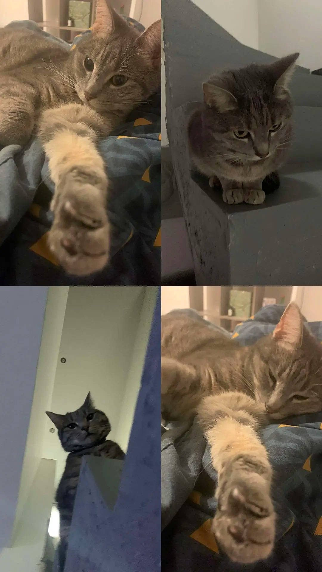 Olympe participe au concours pour gagner de l'argent avec cette photo : art, carnivore, cat, collage, comfort, domestic_short_haired_cat, ear, fawn, felidae, fur, gesture, mammal, organism, paw, photo_caption, small_to_medium_sized_cats, tail, vertebrate, whiskers, wrinkle