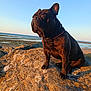 dog, french_bulldog, rock, seaside, ocean, sunlight, golden_hour, sky, outdoor, pet, canine, collar, nature, animal, mammal, sunset, coast, portrait, sitting, landscape