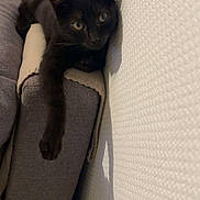 Gribouille participe au concours pour gagner de l'argent avec cette photo : animal, armrest, black_cat, cat, couch, cozy, curious, cute, domestic_cat, feline, gray_couch, home, indoor, paw, pet, relaxed, resting, shadow, textured_wall, white_wall