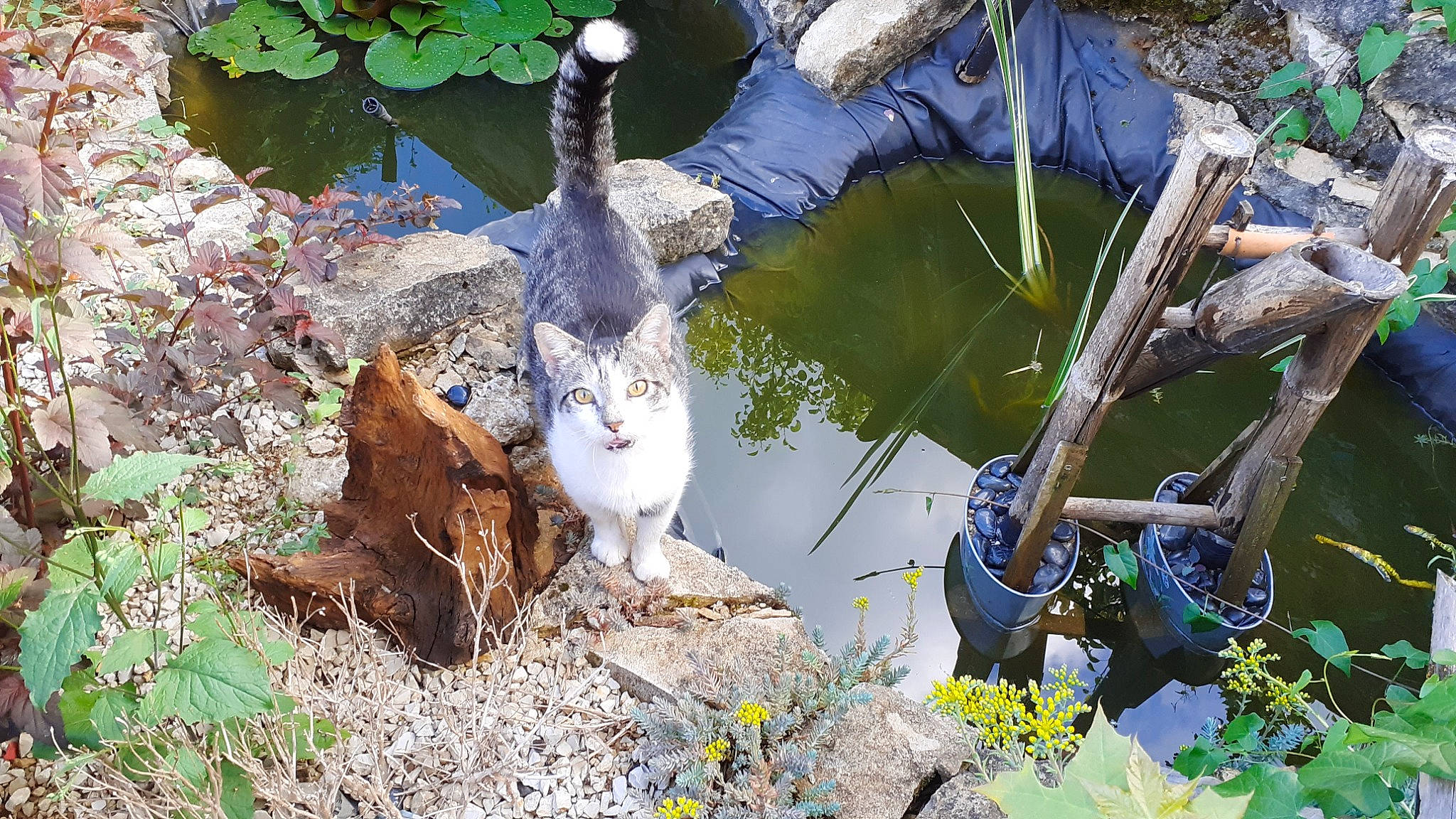 Gismo a rejoint le concours — aidez-le/la à gagner de superbes lots ! art, beak, botany, branch, cat, domestic_short_haired_cat, felidae, flower, garden, grass, groundcover, plant, small_to_medium_sized_cats, soil, tail, twig, water, whiskers, wildlife, wood