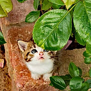 Baby joined the competition — help win amazing prizes! kitten, cat, pet, animal, young, curious, green_leaves, plant, outdoor, nature, brick, looking_up, small, cute, fur, whiskers, adorable, garden, close_up, background_blur