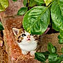kitten, cat, pet, animal, young, curious, green_leaves, plant, outdoor, nature, brick, looking_up, small, cute, fur, whiskers, adorable, garden, close_up, background_blur