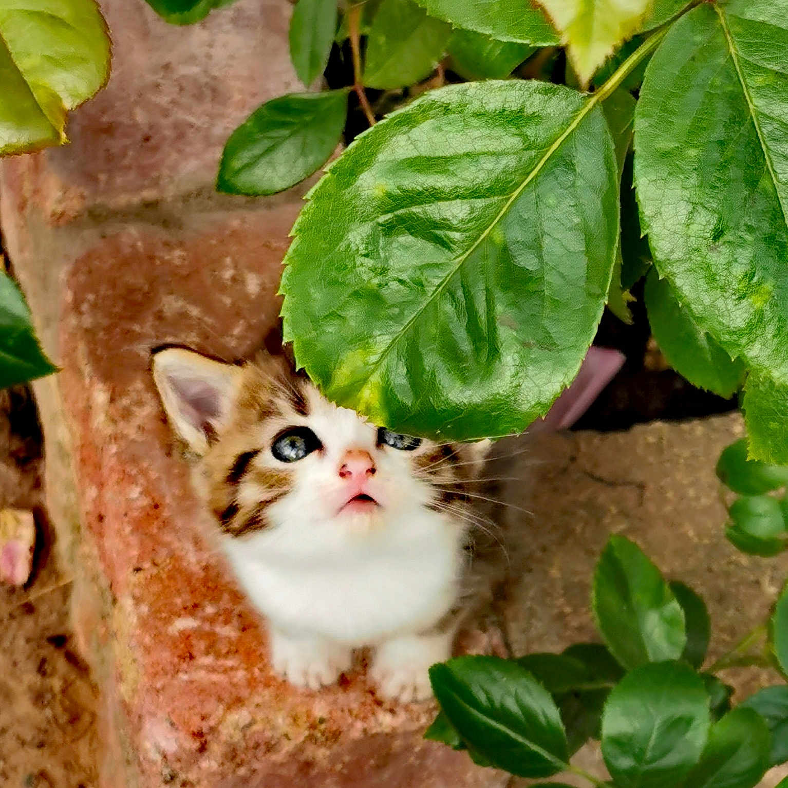 Baby joined the competition — help win amazing prizes! adorable, animal, background_blur, brick, cat, close_up, curious, cute, fur, garden, green_leaves, kitten, looking_up, nature, outdoor, pet, plant, small, whiskers, young