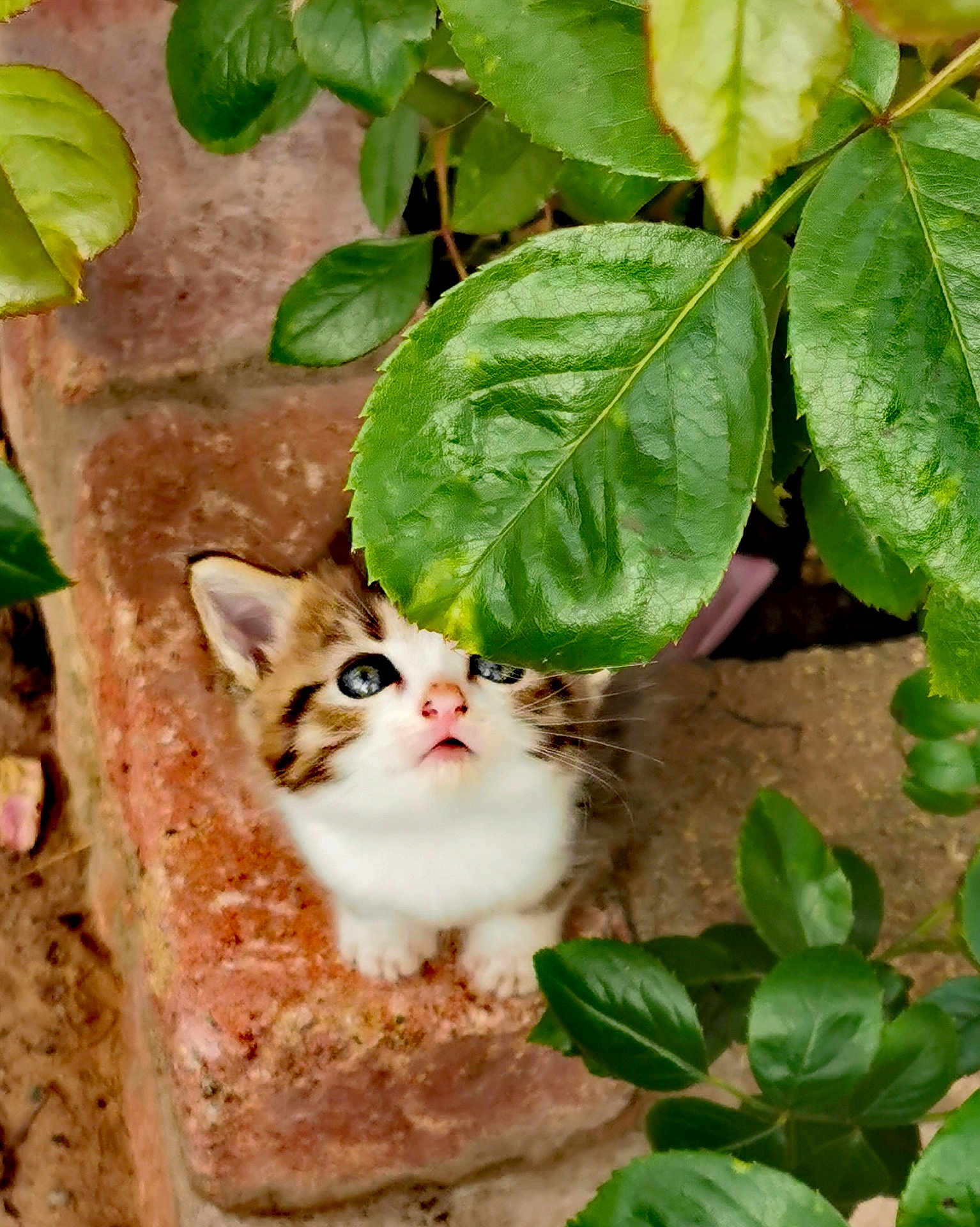 Baby joined the competition — help win amazing prizes! kitten, cat, pet, animal, young, curious, green_leaves, plant, outdoor, nature, brick, looking_up, small, cute, fur, whiskers, adorable, garden, close_up, background_blur