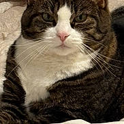Miss Piggy joined the competition — help win amazing prizes! cat, tabby, white_chest, pink_nose, green_eyes, whiskers, ears, fur, feline, pet, portrait, close_up, indoors, bed, blankets, cozy, resting, sitting, serious_expression, home