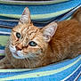 cat, ginger_cat, blue_eyes, pet, animal, feline, striped_fabric, comfort, resting, curious, whiskers, close_up, domestic_cat, cute, fur, relaxed, indoor, portrait, mammal, playful