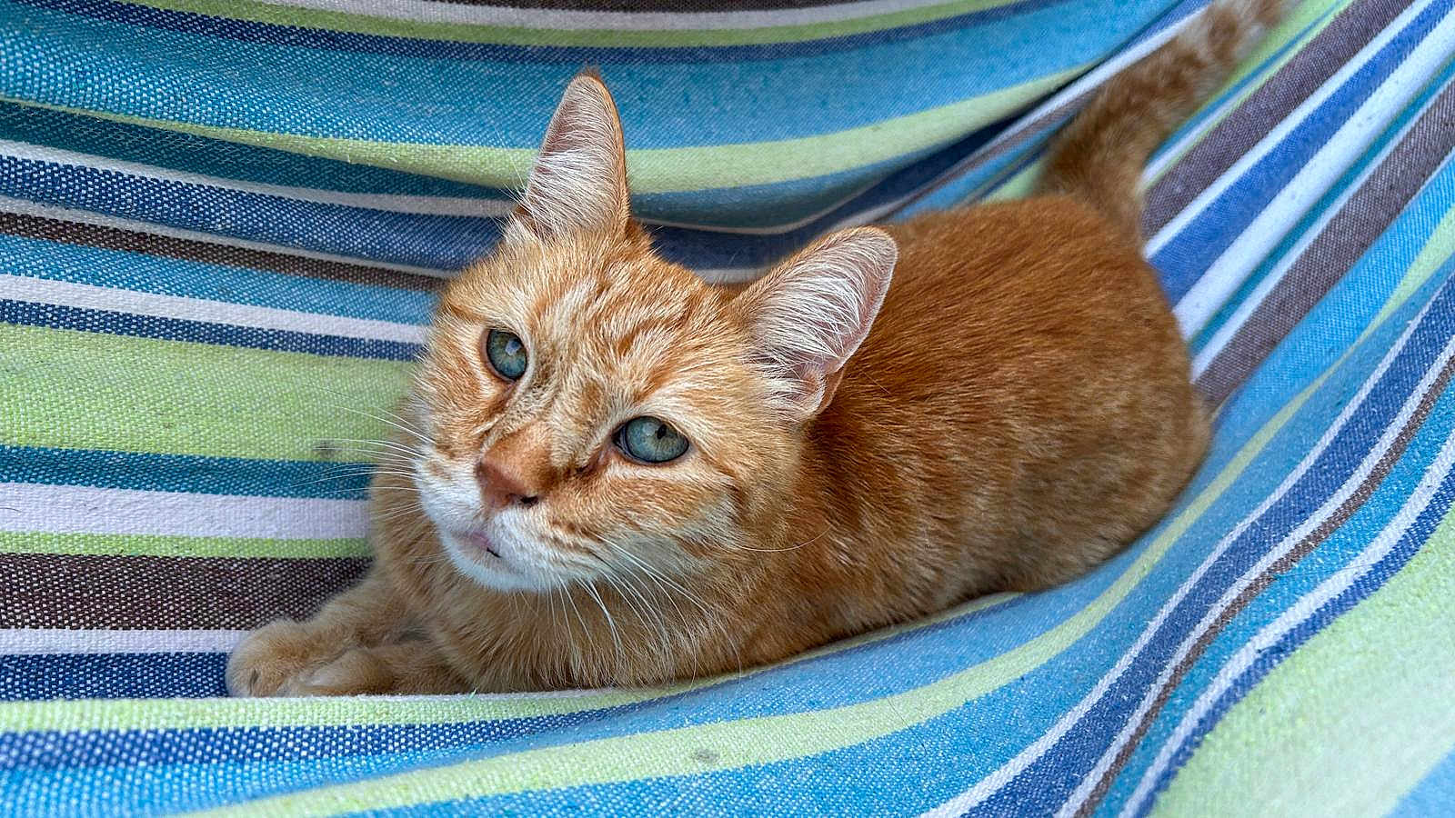 Roucky participe au concours pour gagner de l'argent avec cette photo : cat, ginger_cat, blue_eyes, pet, animal, feline, striped_fabric, comfort, resting, curious, whiskers, close_up, domestic_cat, cute, fur, relaxed, indoor, portrait, mammal, playful