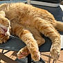 cat, orange_tabby, sleeping, paw, table, outdoor, sunlight, fur, relaxed, pet, animal, whiskers, nose, tail, closeup, daylight, cute, resting, cozy, domestic_cat