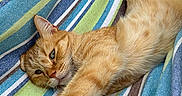 Roucky participe au concours pour gagner de l'argent avec cette photo : animal, cat, colorful, cozy, fabric, feline, ginger_cat, hammock, indoor, orange_fur, pattern, paws, pet, relaxed, resting, sleepy, stretching, striped, texture, whiskers