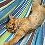 cat, ginger_cat, striped, fabric, hammock, stretching, relaxed, feline, pet, animal, orange_fur, whiskers, paws, resting, cozy, sleepy, indoor, texture, colorful, pattern