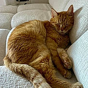 Roucky a rejoint le concours — aidez-le/la à gagner de superbes lots ! cat, comfort, couch, cozy, domestic_animal, ears, fur, furniture, ginger_cat, home, indoor, nap, paw, pet, relaxing, resting, sleeping, soft, tail, whiskers