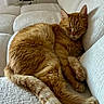 cat, comfort, couch, cozy, domestic_animal, ears, fur, furniture, ginger_cat, home, indoor, nap, paw, pet, relaxing, resting, sleeping, soft, tail, whiskers
