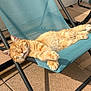 Roucky a rejoint le concours — aidez-le/la à gagner de superbes lots ! cat, orange_tabby, sleeping, outdoor, lounge_chair, sunshine, patio, relaxed, feline, pet, animal, cozy, resting, sunlit, summer, comfortable, fur, whiskers, paws, daytime