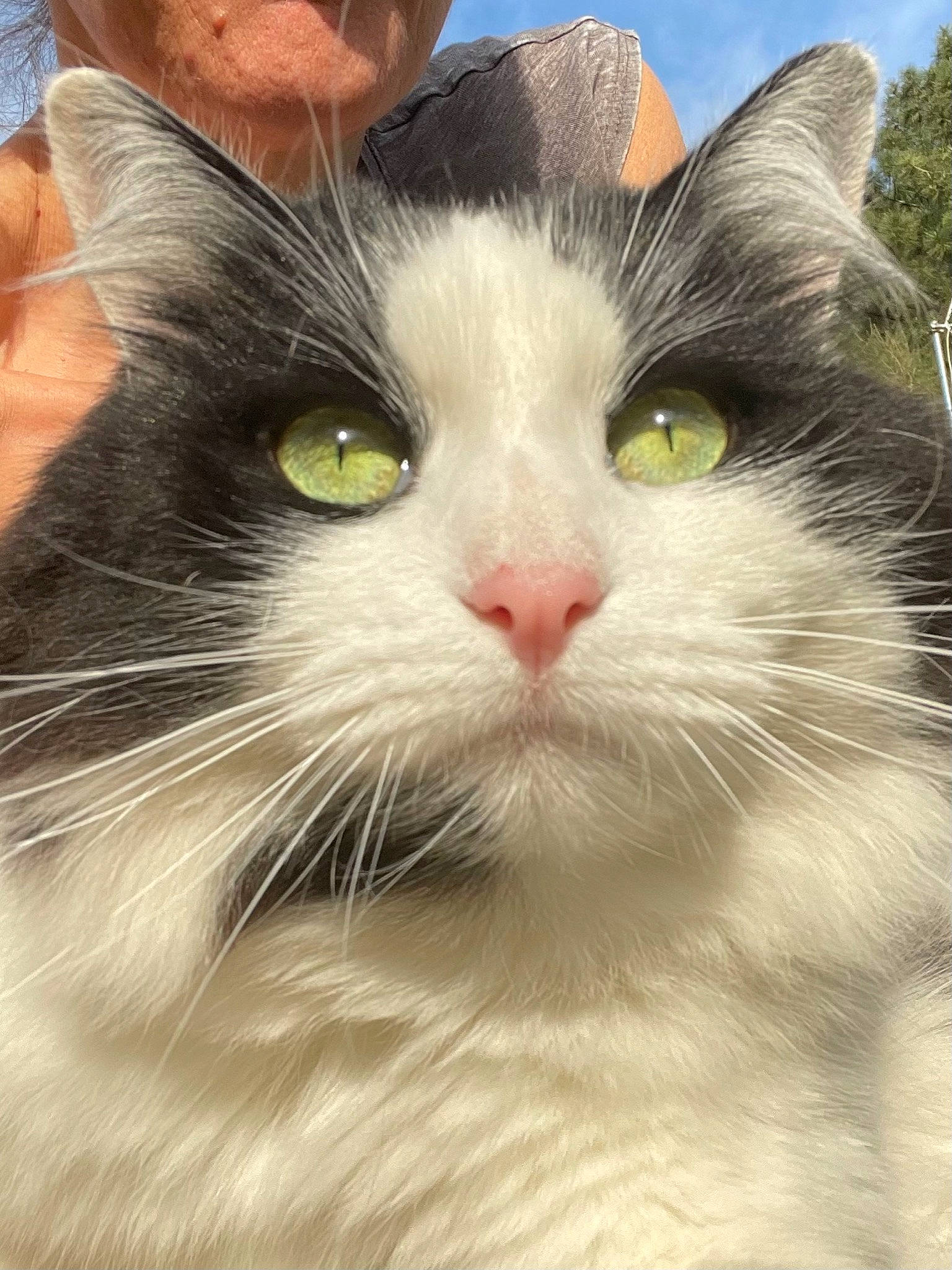 Panda participe au concours pour gagner de l'argent avec cette photo : carnivore, cat, comfort, domestic_short_haired_cat, eye, felidae, fur, happy, head, iris, sky, small_to_medium_sized_cats, snout, terrestrial_animal, whiskers, window