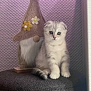 Milo participe au concours pour gagner de l'argent avec cette photo : kitten, cat, gnome, figurine, indoor, stool, gray, purple_wall, decor, fluffy, cute, pet, animal, small, sitting, whiskers, curious, soft_light, furniture, toy