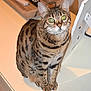 cat, tabby_cat, green_eyes, pet, domestic_animal, feline, sitting, indoor, remote_control, wooden_tray, table, curious, whiskers, ears, fur, spot_pattern, domestic_life, household, close_up, looking_up