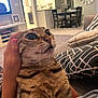 cat, tabby, wide_eyes, person, hand, living_room, couch, pillow, carpet, clock, table, chair, television, shelf, modern_interior, curious, indoor, furniture, home, cozy