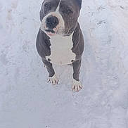 Laika participe au concours pour gagner de l'argent avec cette photo : dog, snow, outdoor, pet, animal, gray, white, fur, paw, winter, footwear, shoe, curious, sitting, looking_up, canine, nature, cold, ground, daylight