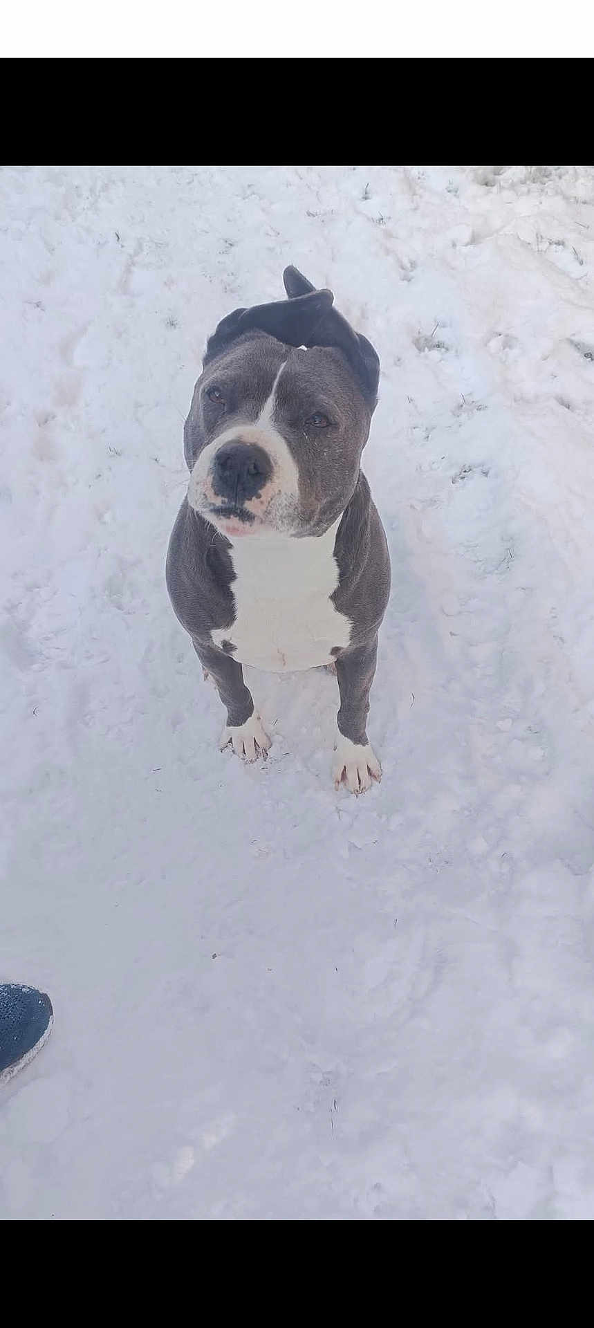 Laika
