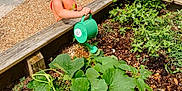 Tinley is registered to the contest to win money with this photo: blonde_hair, child, curved_path, daylight, dirt, garden, gardening, gravel_path, green_leaves, greenery, nature, orange_shirt, outdoor, plants, small_watering_can, summer, sunlight, watering_can, wooden_border, young_child