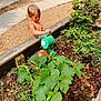 blonde_hair, child, curved_path, daylight, dirt, garden, gardening, gravel_path, green_leaves, greenery, nature, orange_shirt, outdoor, plants, small_watering_can, summer, sunlight, watering_can, wooden_border, young_child